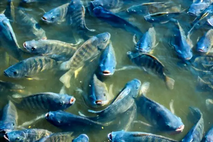 why does tilapia taste like dirt why does tilapia taste like dirt