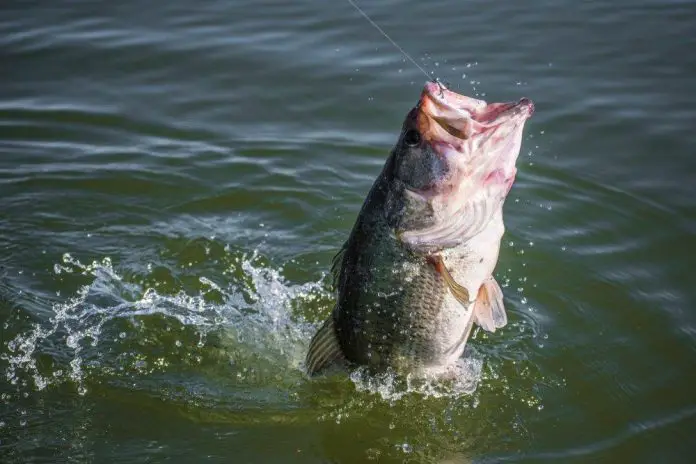 bass fishing in windy conditions bass fishing in windy conditions