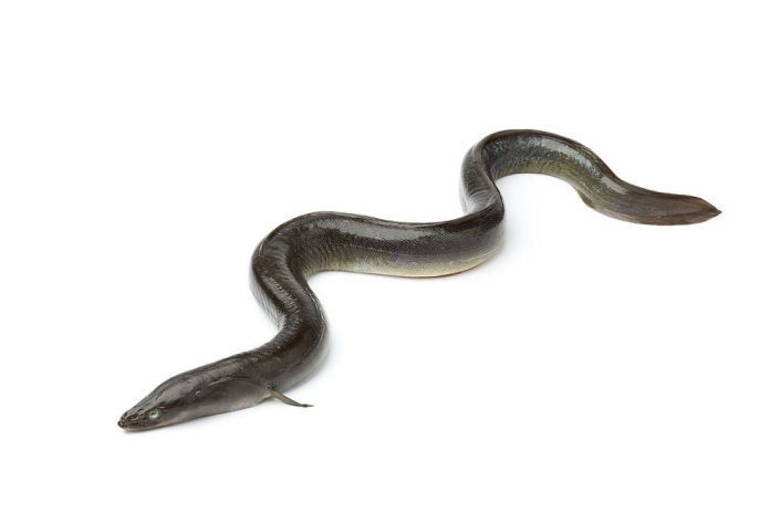 catching eels for bait catching eels for bait
