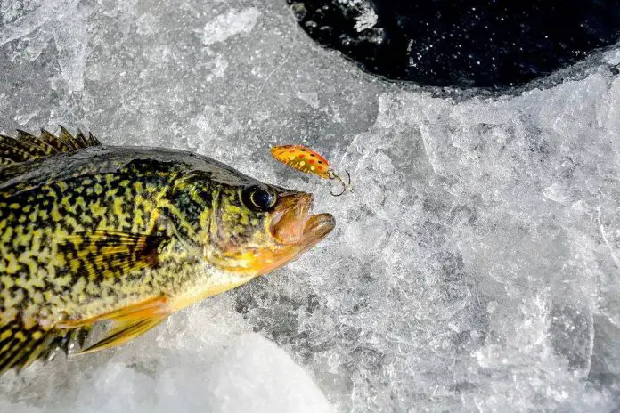 crappie fishing at night in winter crappie fishing at night in winter