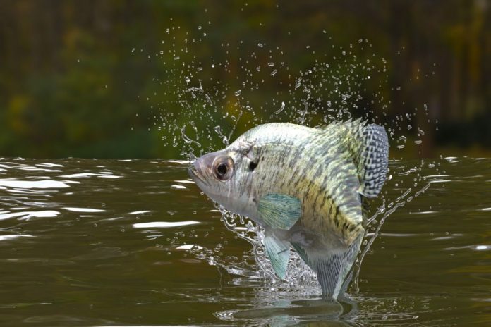when do crappie spawn in michigan when do crappie spawn in michigan