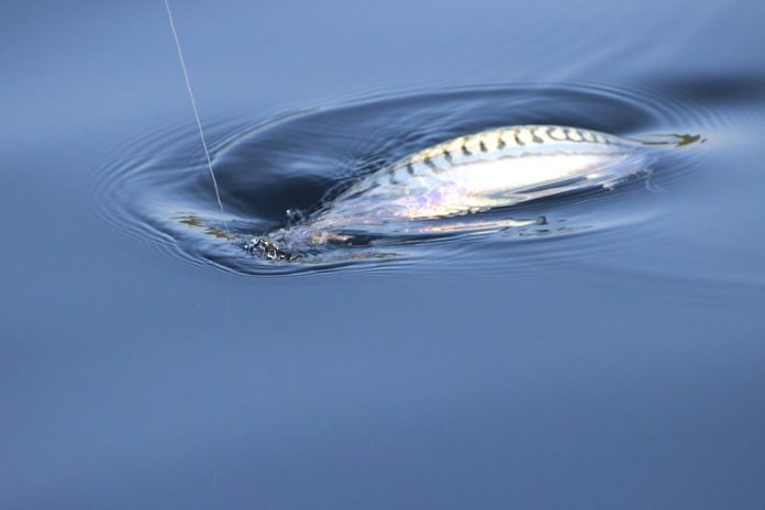 when to catch mackerel in scotland when to catch mackerel in scotland