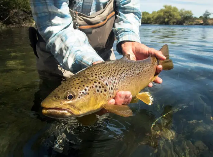 best time to trout fish in colorado best time to trout fish in colorado