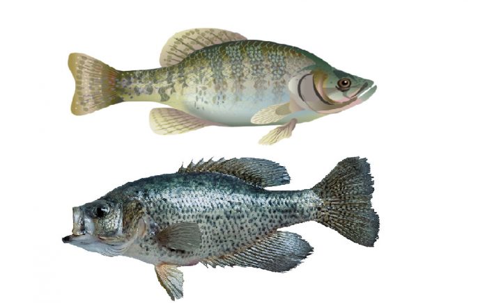 difference between black and white crappie difference between black and white crappie
