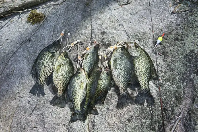 how to catch crappie in florida how to catch crappie in florida