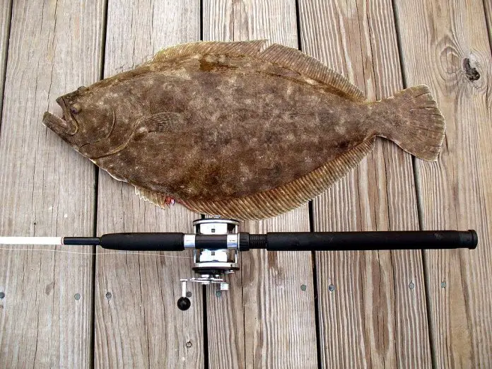 how to catch flounder at night how to catch flounder at night