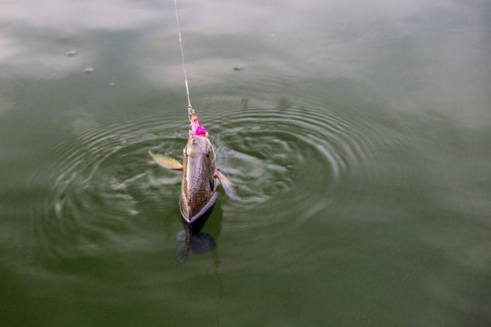 how to catch sunfish in minnesota how to catch sunfish in minnesota