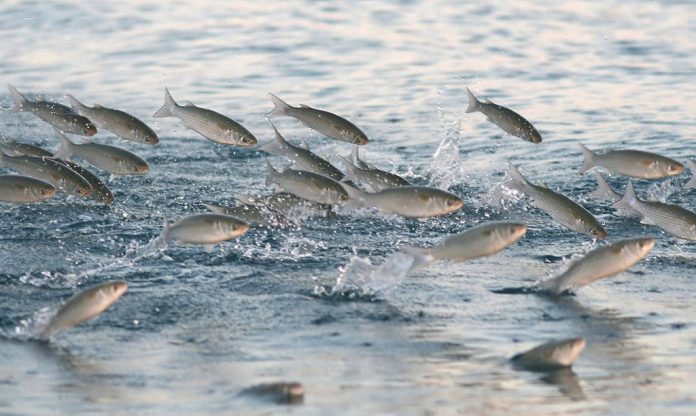 what do mullet eat for bait what do mullet eat for bait