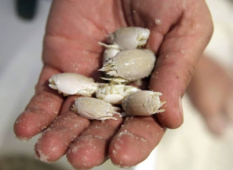 Panning for sand crabs (or sand fleas): It's often surprising how