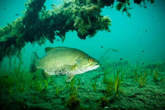when do bass spawn in california when do bass spawn in california