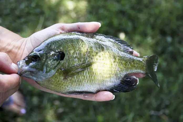 when do bluegill spawn in wisconsin when do bluegill spawn in wisconsin