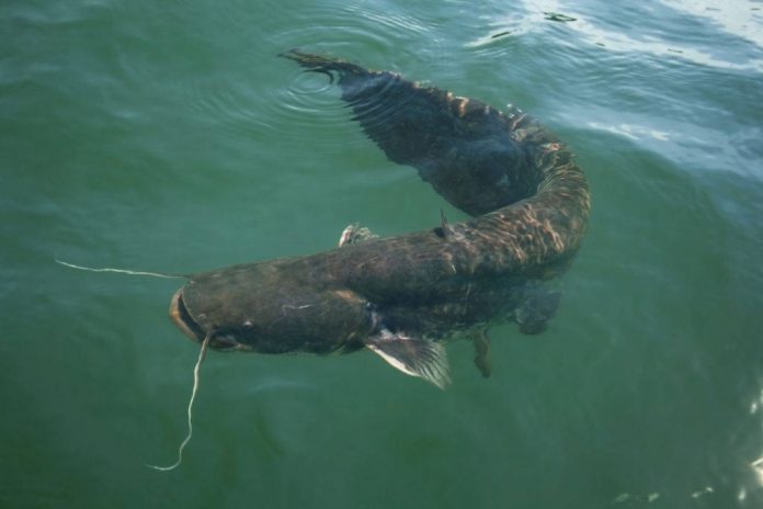 when do catfish spawn in ponds when do catfish spawn in ponds