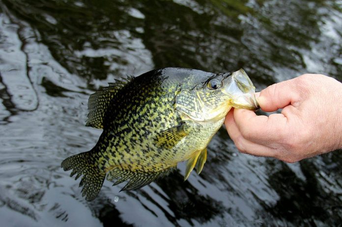 when do crappie spawn in arkansas when do crappie spawn in arkansas