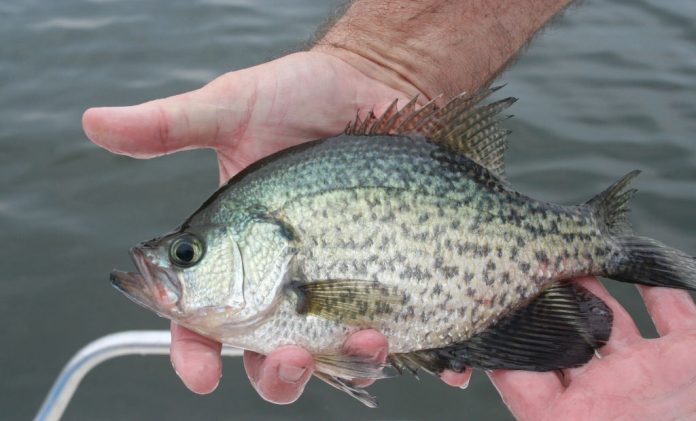 when do crappie spawn in texas when do crappie spawn in texas