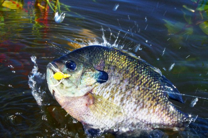 when is the best time to fish for bluegill when is the best time to fish for bluegill