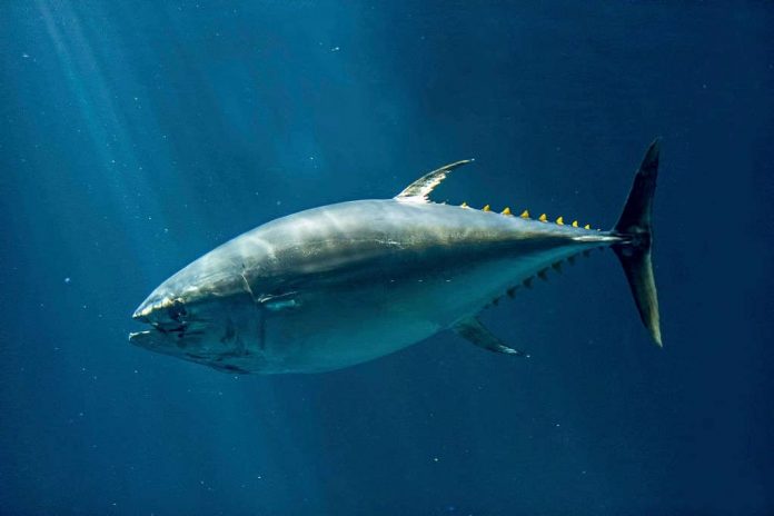 can you catch tuna in the gulf of mexico can you catch tuna in the gulf of mexico
