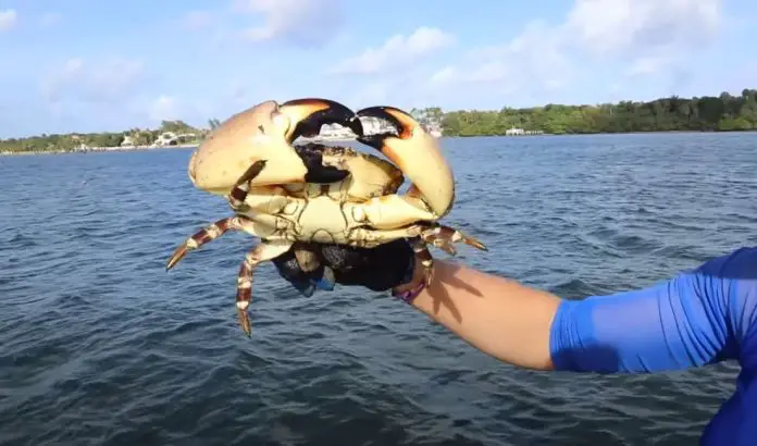 how to catch crabs on the beach in florida how to catch crabs on the beach in florida