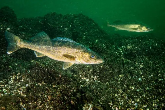 when do walleye spawn in wisconsin when do walleye spawn in wisconsin