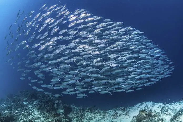 can you catch mackerel at night can you catch mackerel at night