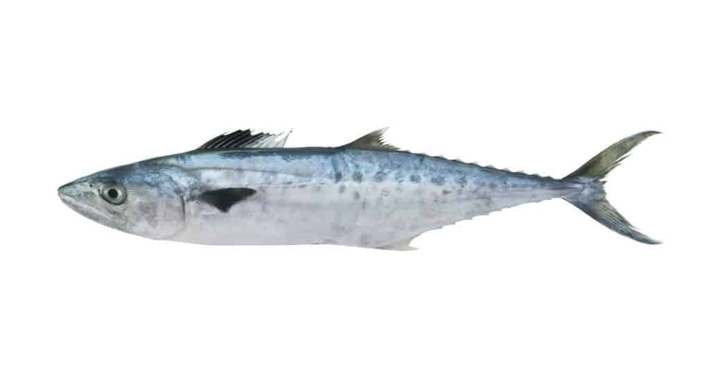 King mackerel