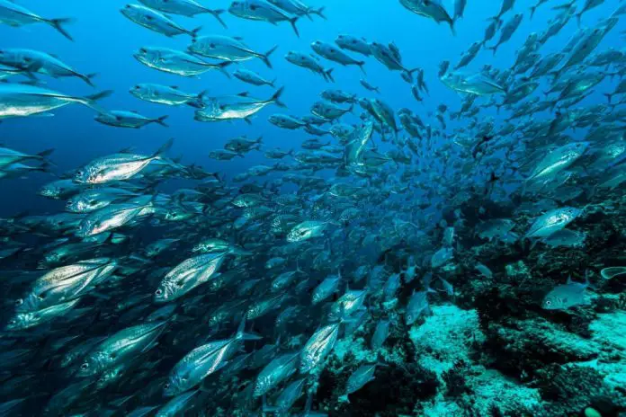 when do mackerel run in maine when do mackerel run in maine