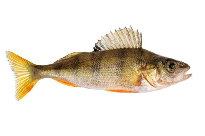 when do yellow perch spawn in maryland when do yellow perch spawn in maryland