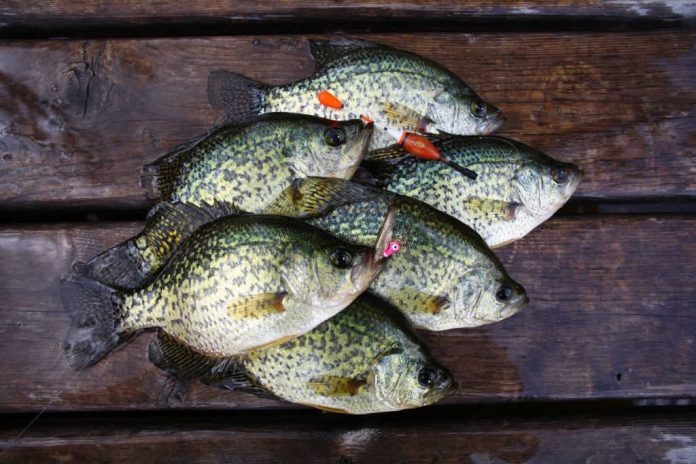 why is it illegal to sell crappie why is it illegal to sell crappie