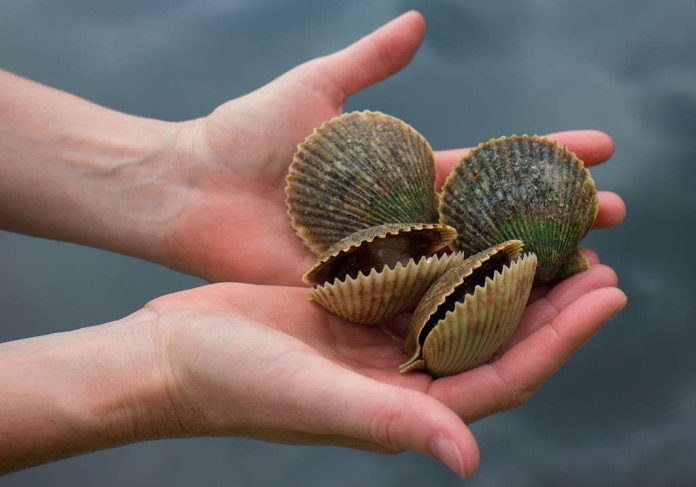 how to catch scallops in florida how to catch scallops in florida