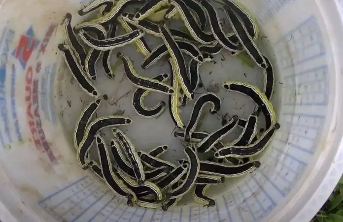 how to freeze catalpa worms how to freeze catalpa worms