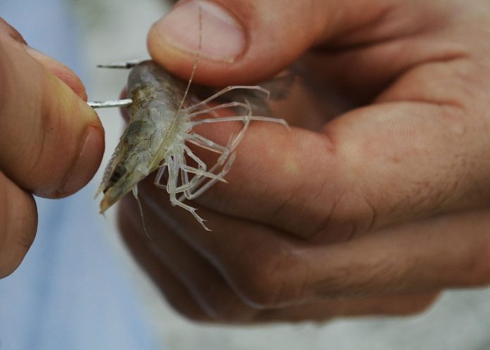using shrimp for catfish bait using shrimp for catfish bait