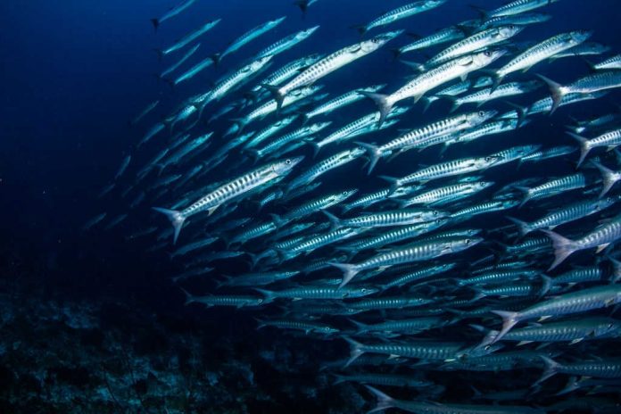 when do mackerel run in nova scotia when do mackerel run in nova scotia