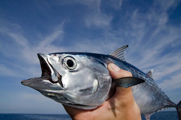 where to catch tuna in florida where to catch tuna in florida