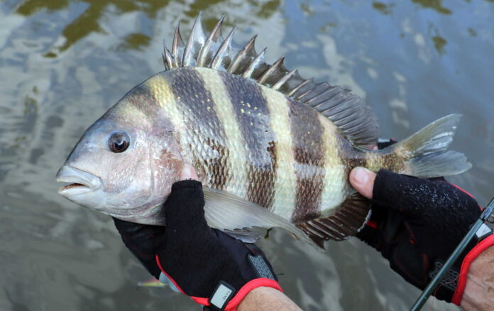 best time to catch sheepshead best time to catch sheepshead
