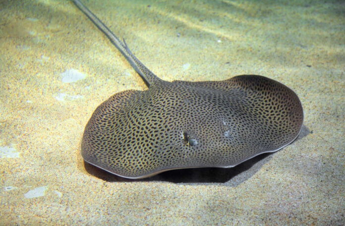 how to unhook a stingray how to unhook a stingray