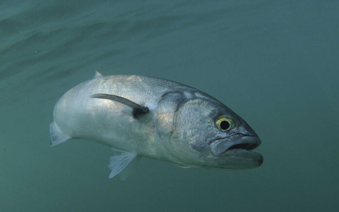 surf fishing for bluefish surf fishing for bluefish