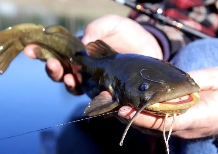 are bullhead catfish good to eat are bullhead catfish good to eat
