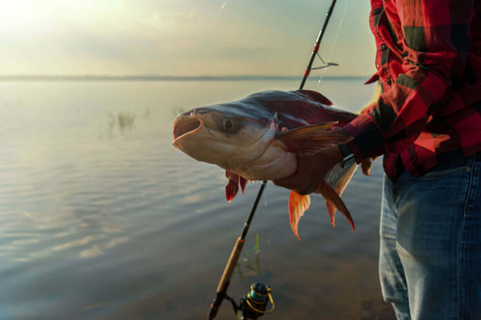 how to bait a catfish hole how to bait a catfish hole