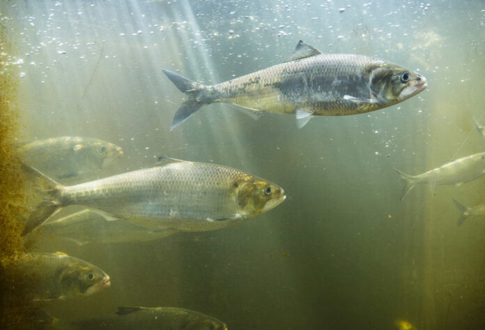 how to catch shad without a cast net how to catch shad without a cast net
