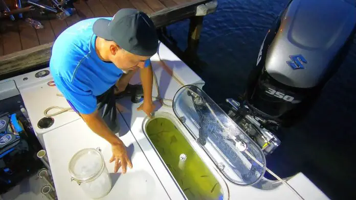 how to keep shad alive how to keep shad alive