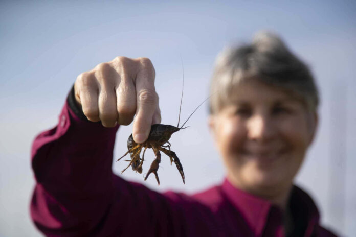 where to catch crawfish in texas where to catch crawfish in texas