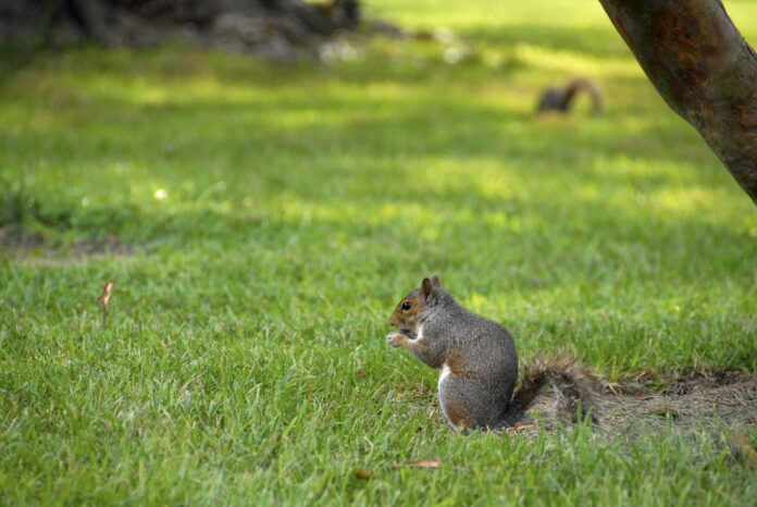 can i shoot squirrels in my yard texas can i shoot squirrels in my yard texas