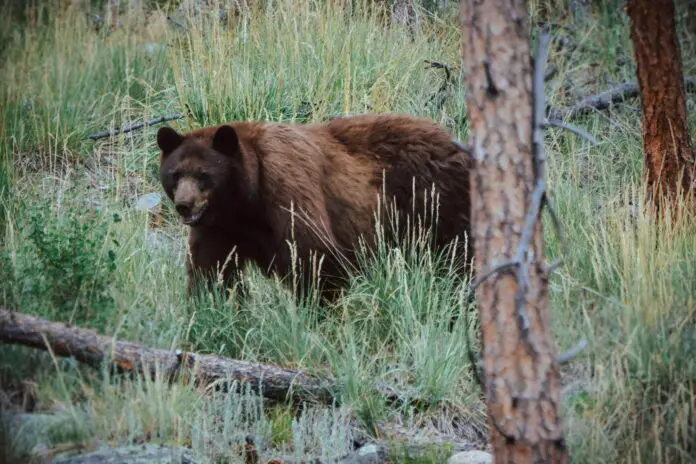 how to hunt black bear without bait how to hunt black bear without bait