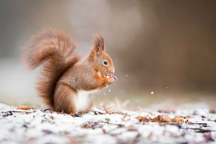 how to hunt squirrels in winter how to hunt squirrels in winter