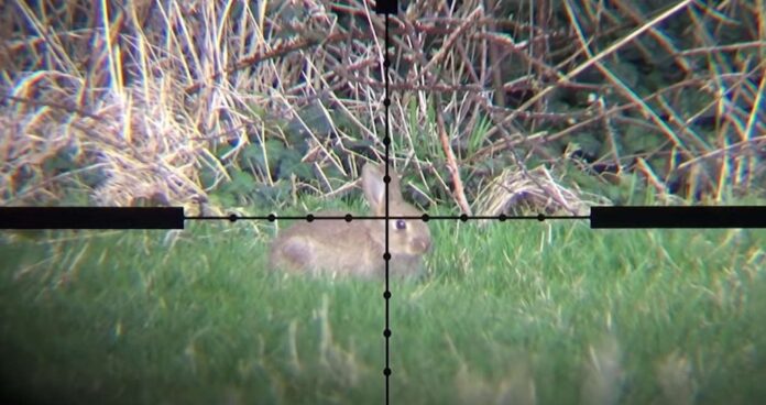 rabbit hunting with a .22 rabbit hunting with a .22
