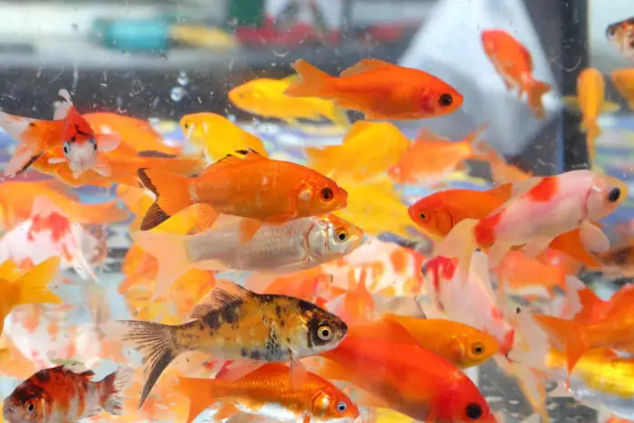 raising goldfish for bait raising goldfish for bait