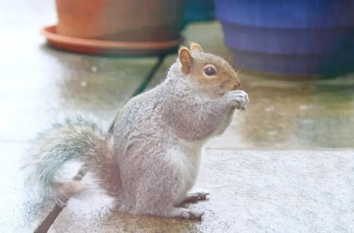 squirrel hunting in the rain squirrel hunting in the rain