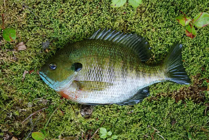 what does bluegill taste like what does bluegill taste like