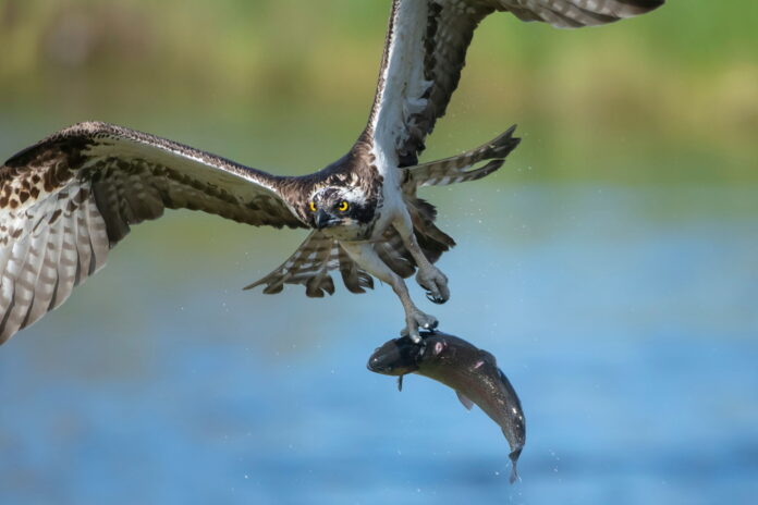 what time of day do hawks hunt what time of day do hawks hunt