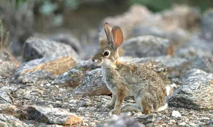 where to hunt rabbits in arizona where to hunt rabbits in arizona