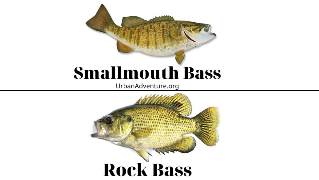 Smallmouth Bass Vs Rock Bass Interesting Facts Between The Two Smallmouth Bass Vs Rock Bass Interesting Facts Between The Two